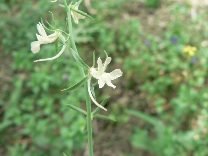 Flore de la Corse