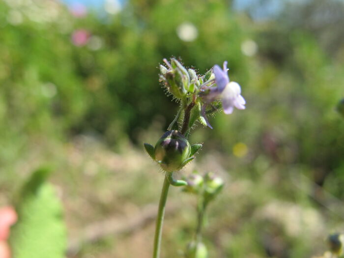 Flore de la Corse