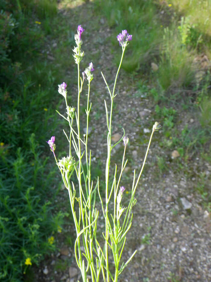 Flore de la Corse