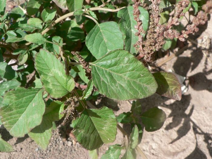 Flore de la Corse