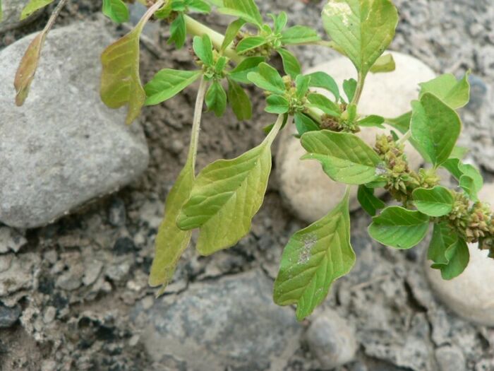 Flore de la Corse