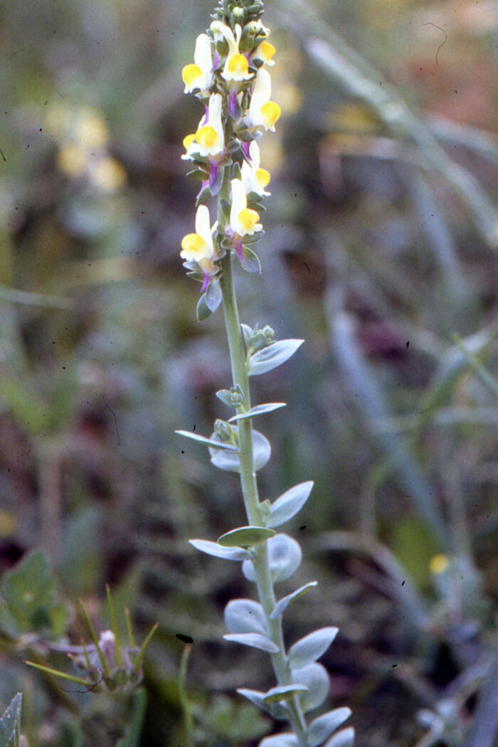 Flore de la Corse