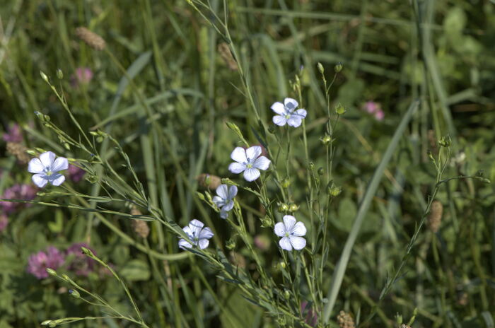 Flore de la Corse