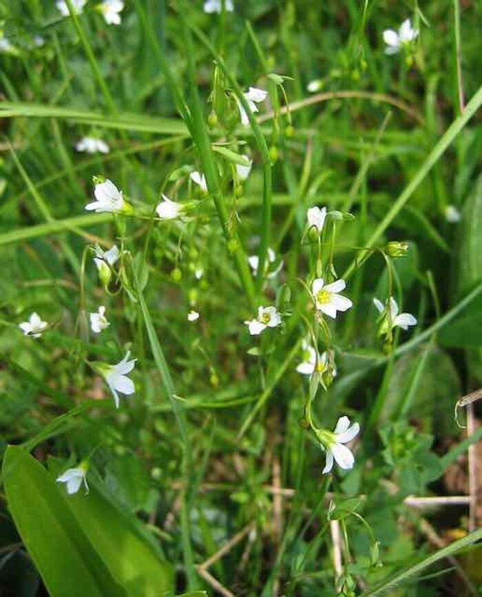 Flore de la Corse