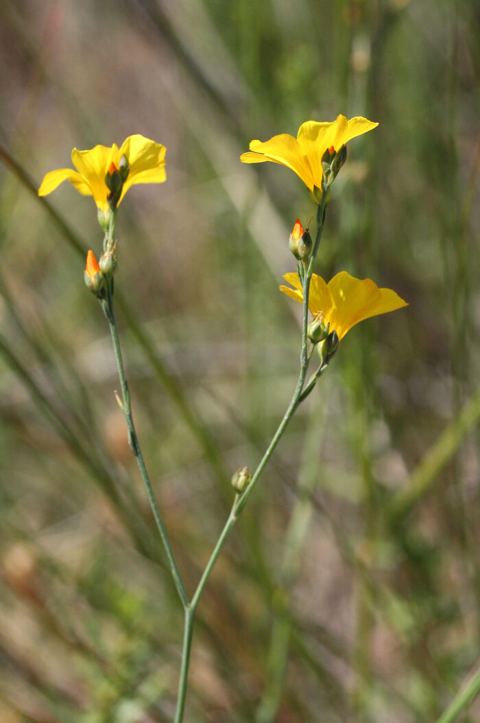 Flore de la Corse