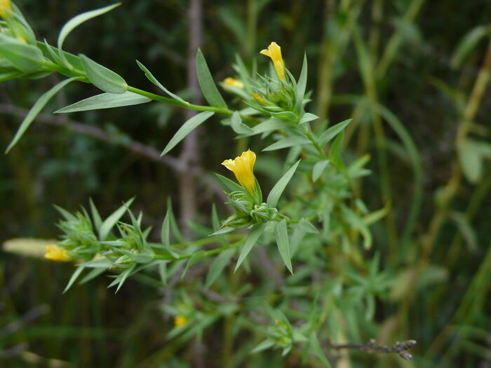 Flore de la Corse