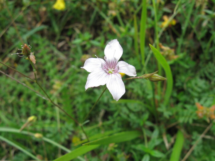 Flore de la Corse