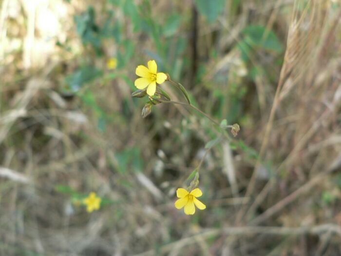 Flore de la Corse