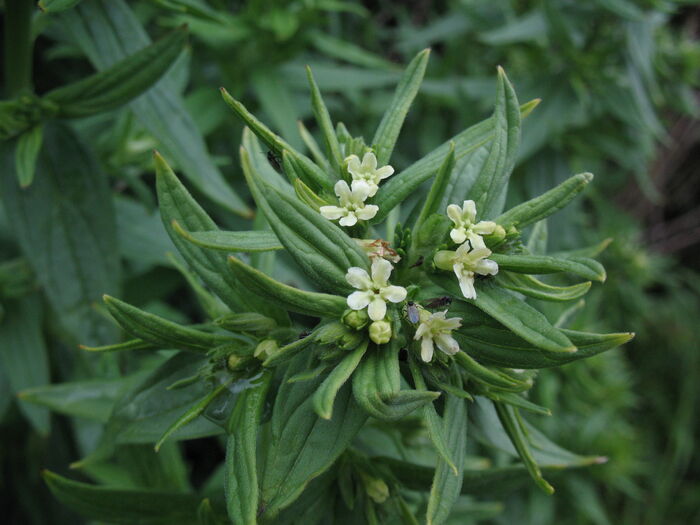 Flore de la Corse