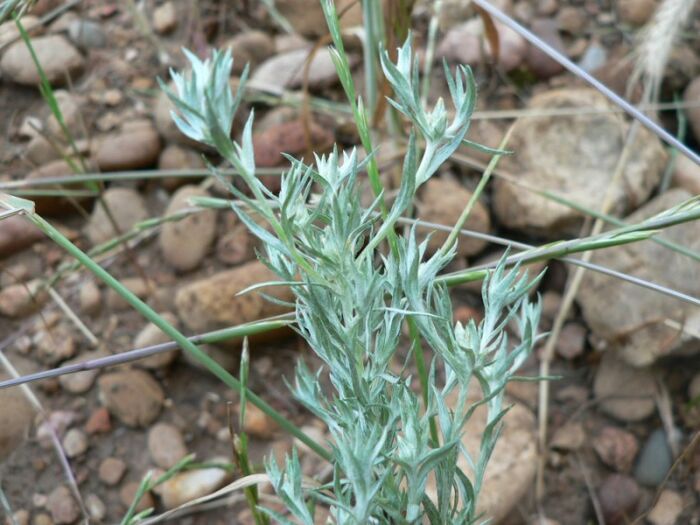 Flore de la Corse