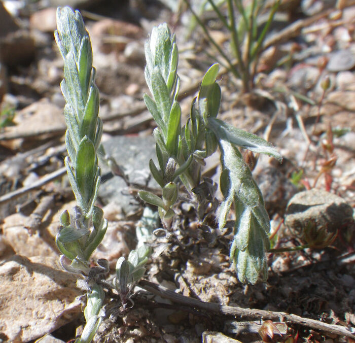 Flore de la Corse