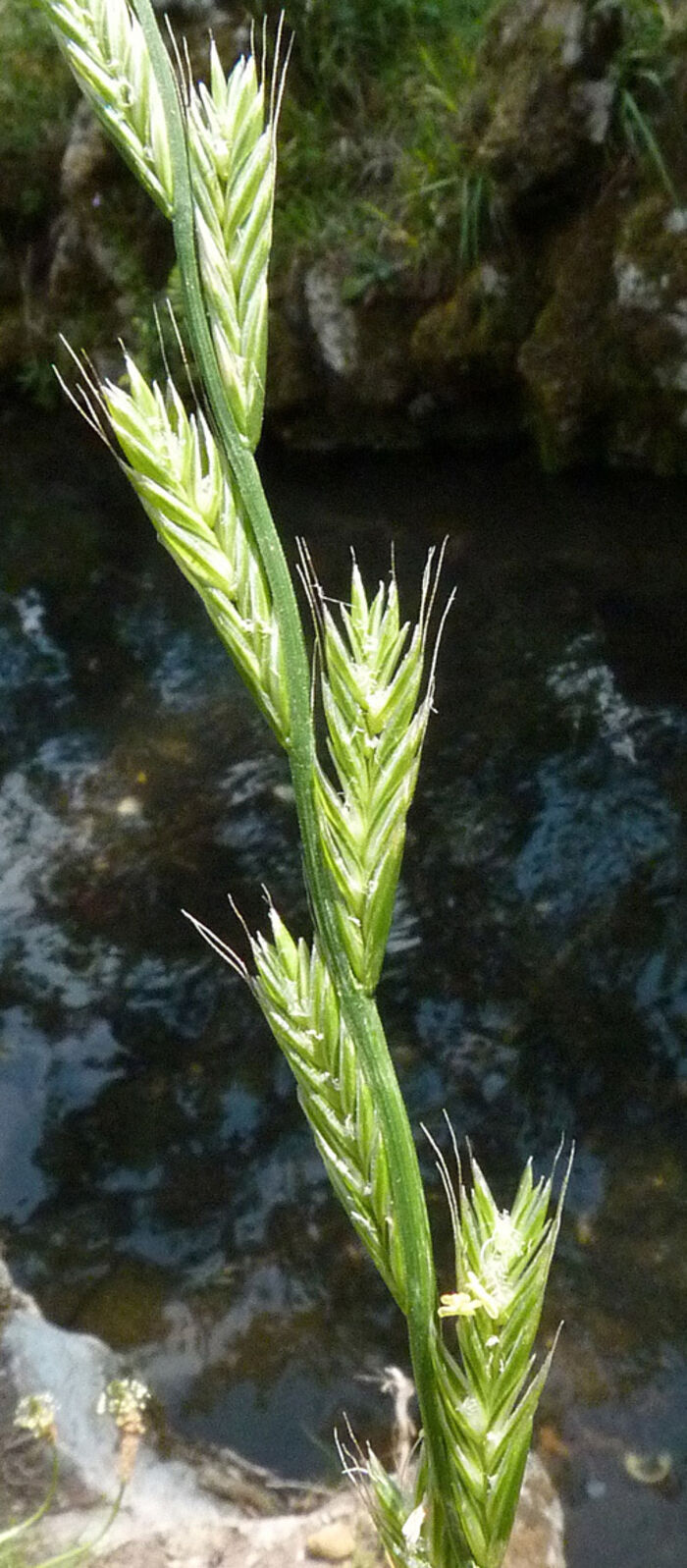 Flore de la Corse