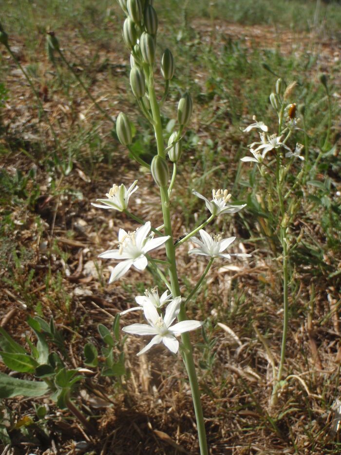 Flore de la Corse