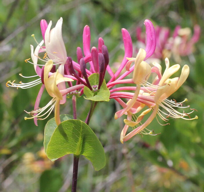 Flore de la Corse