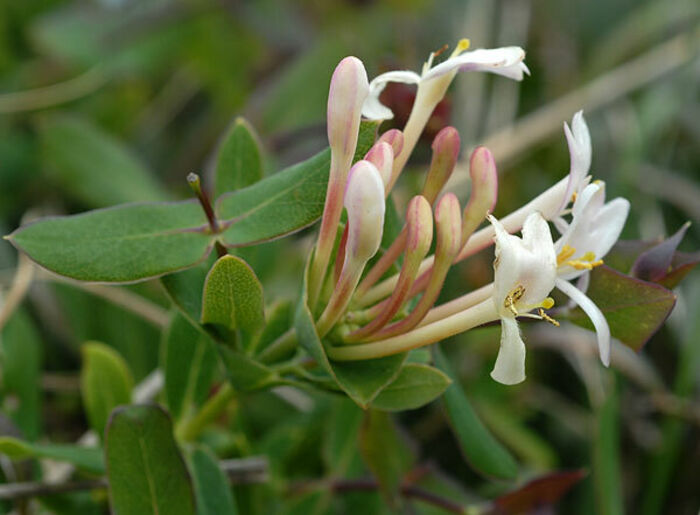 Flore de la Corse