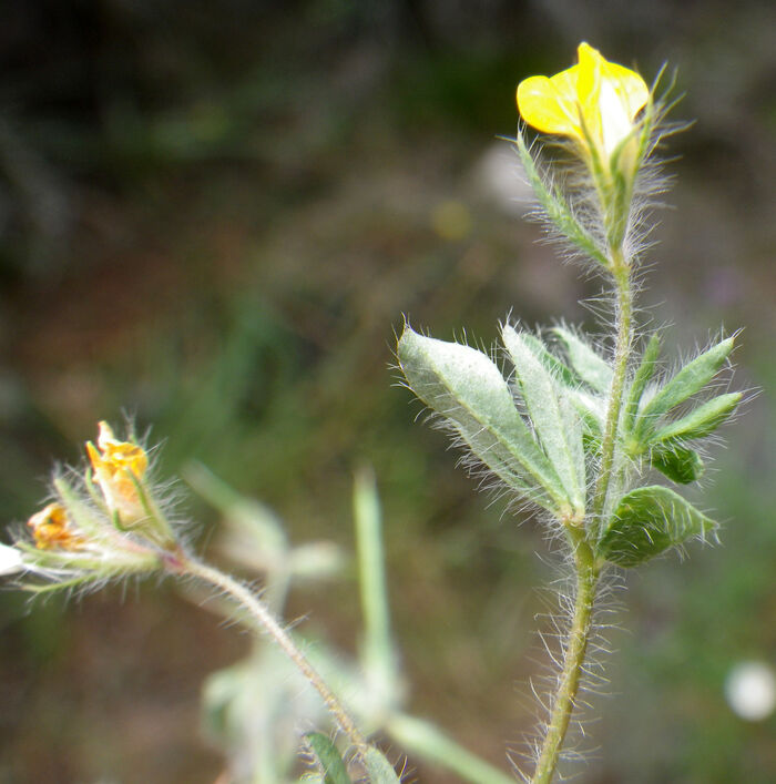 Flore de la Corse