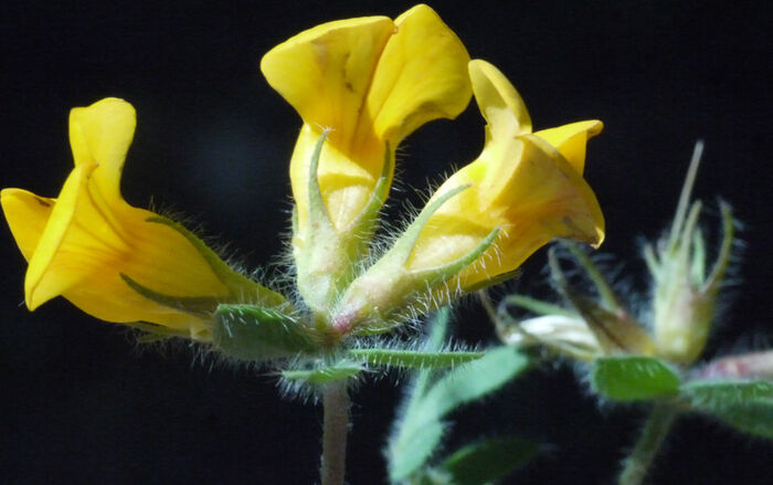 Flore de la Corse