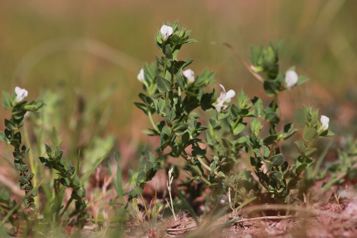 Flore de la Corse