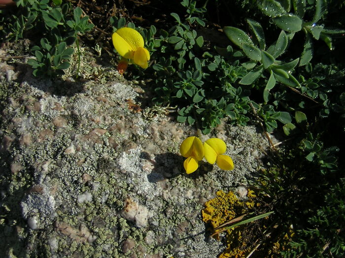 Flore de la Corse