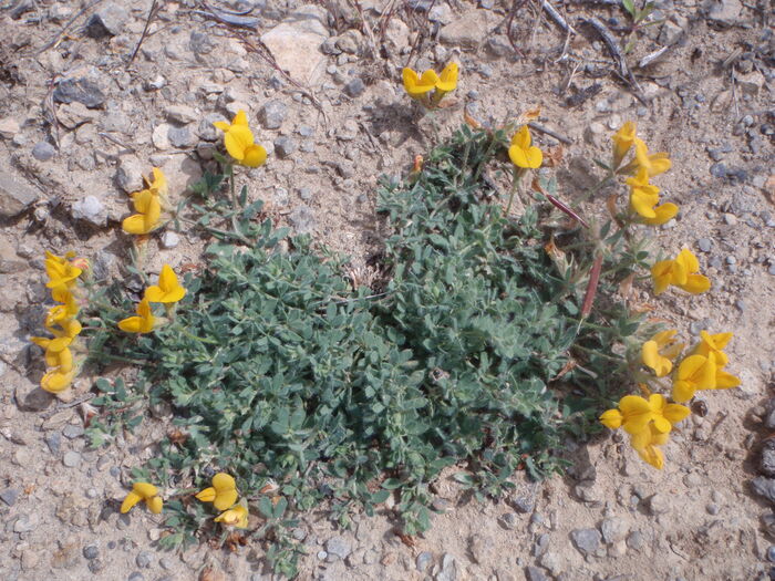 Flore de la Corse