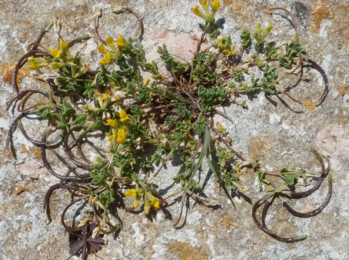 Flore de la Corse