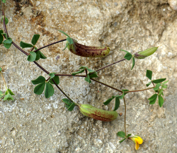 Flore de la Corse