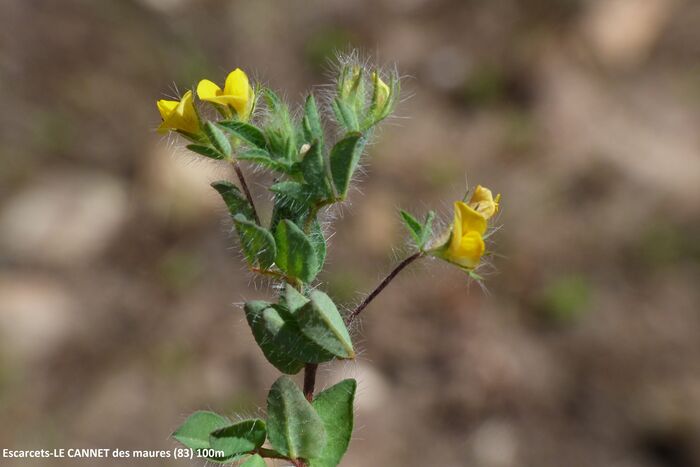 Flore de la Corse