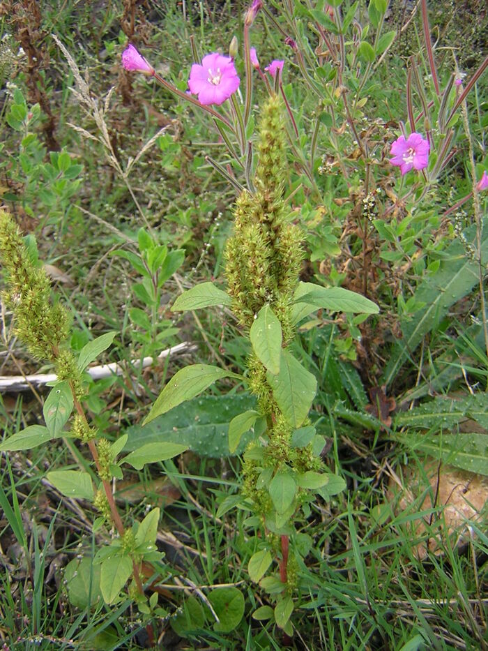 Flore de la Corse