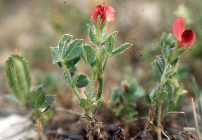 Flore de la Corse