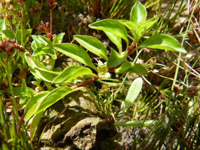 Flore de la Corse