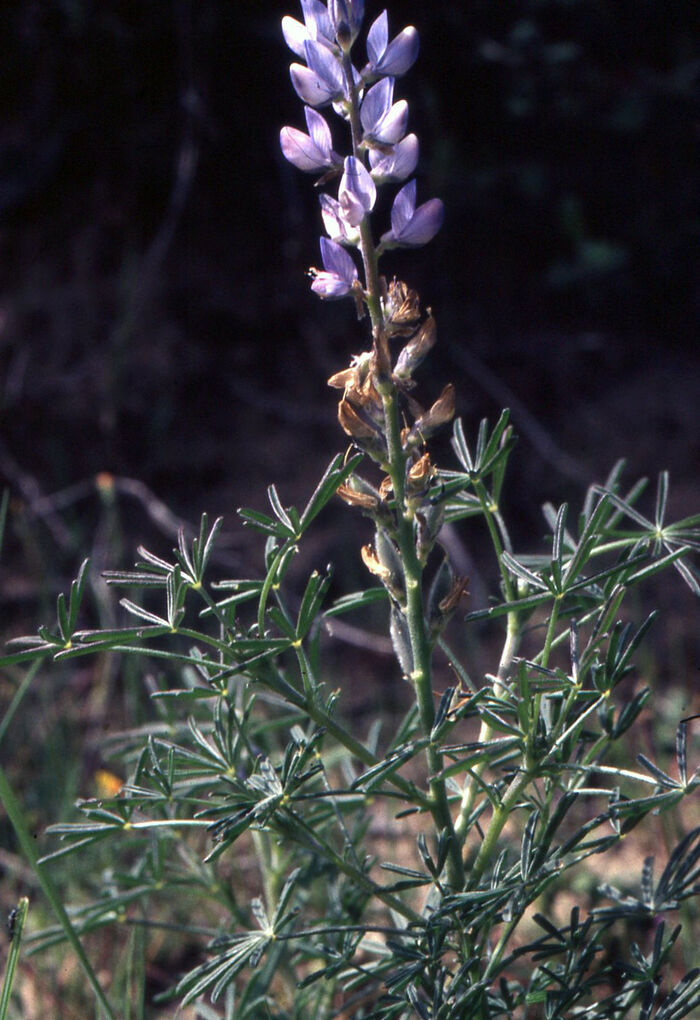 Flore de la Corse