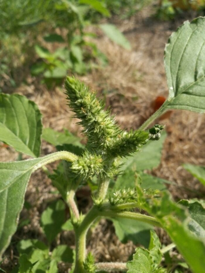 Flore de la Corse