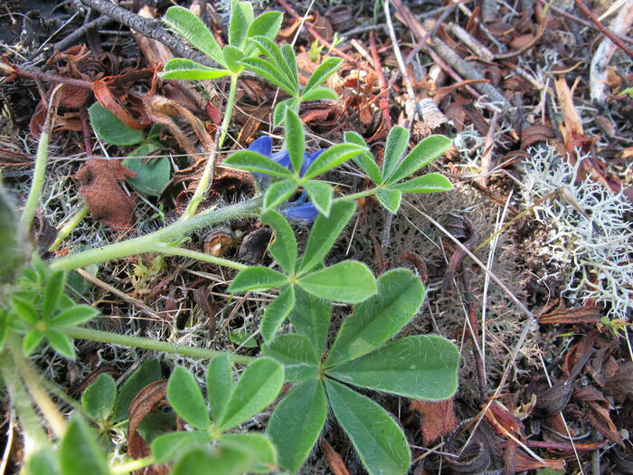 Flore de la Corse