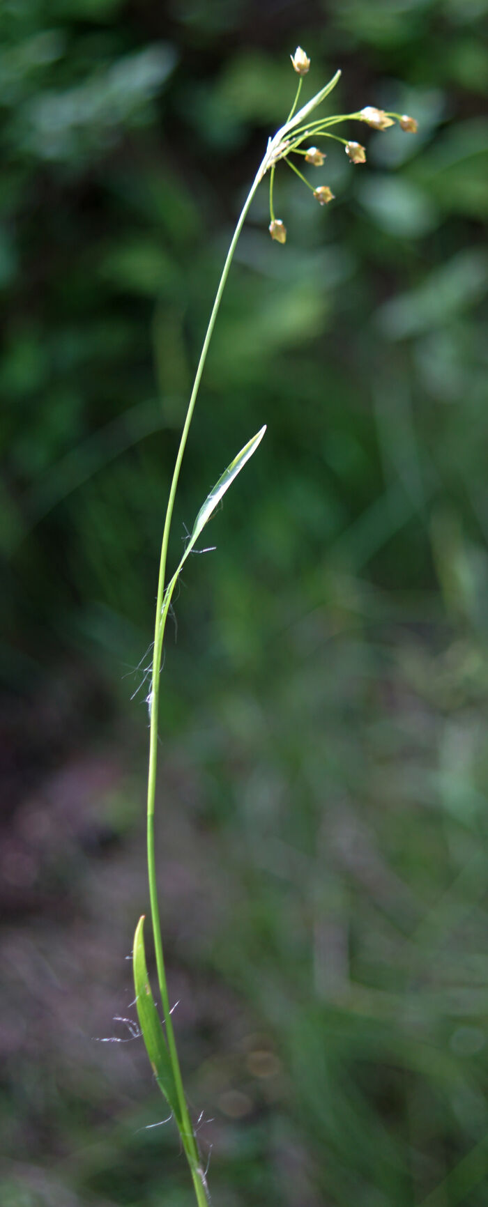 Flore de la Corse