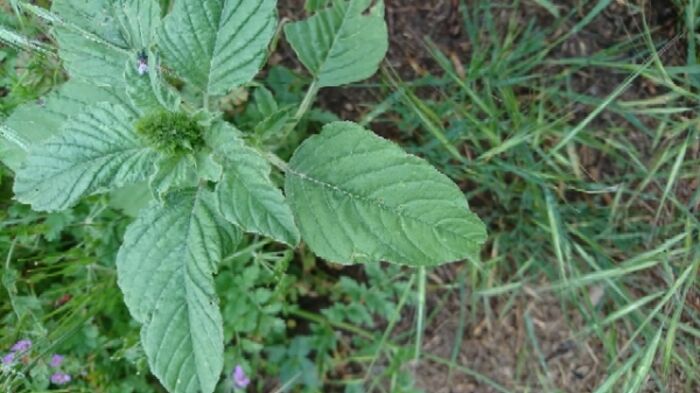 Flore de la Corse