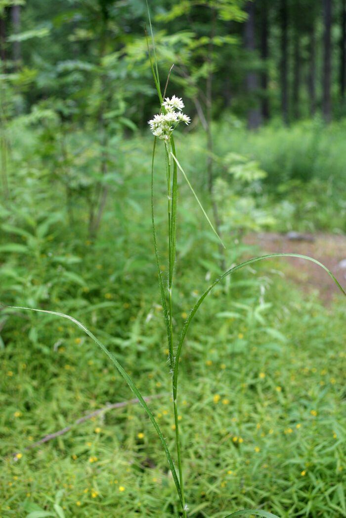 Flore de la Corse