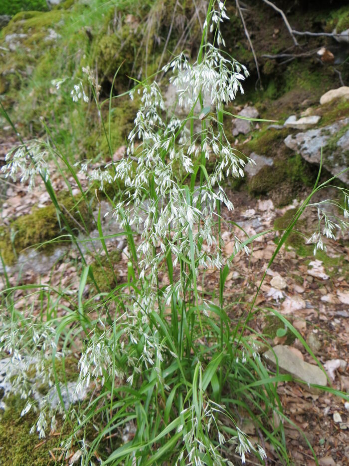 Flore de la Corse