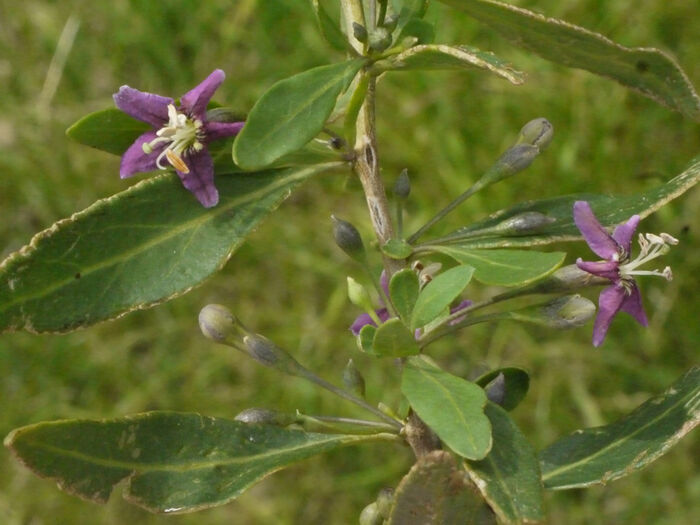 Flore de la Corse