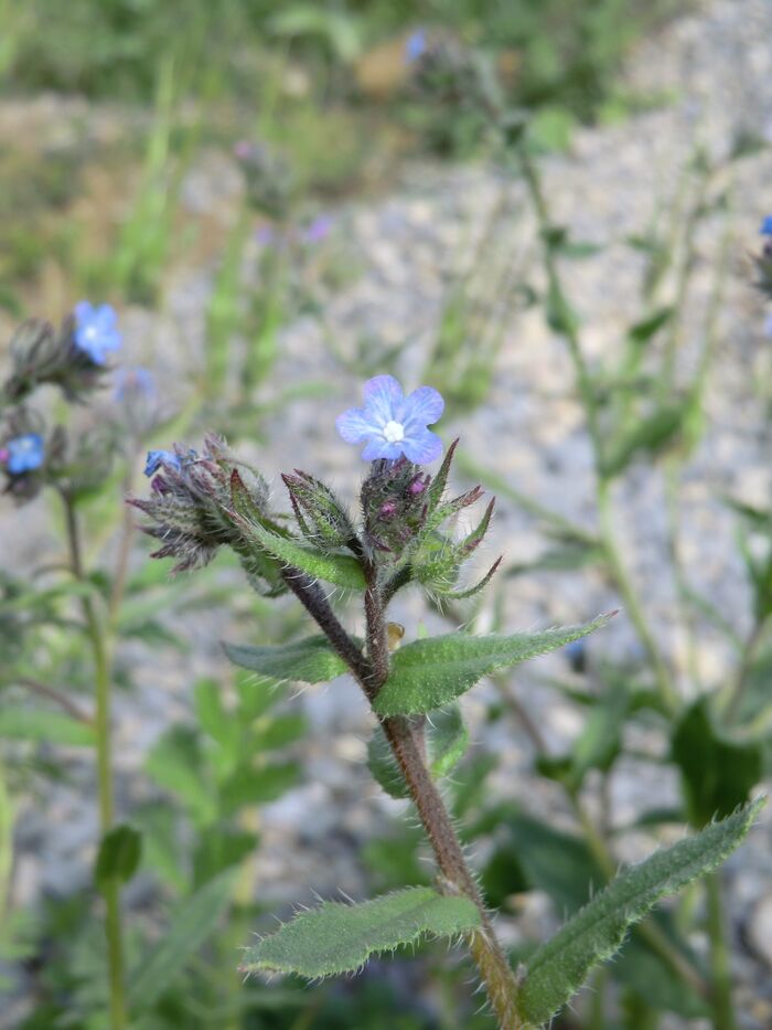 Flore de la Corse