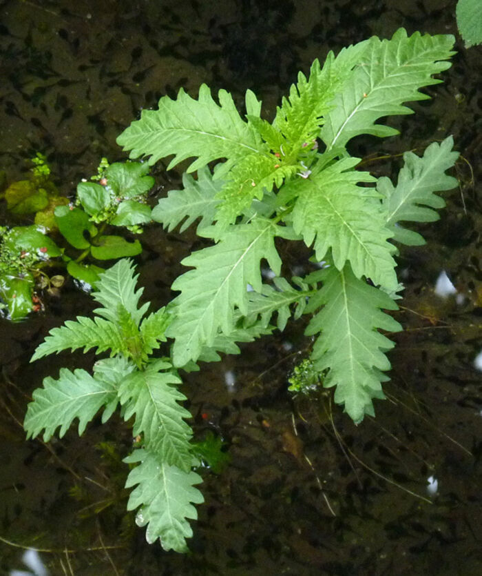 Flore de la Corse