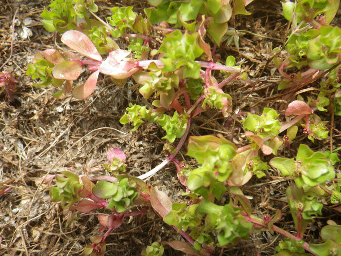 Flore de la Corse