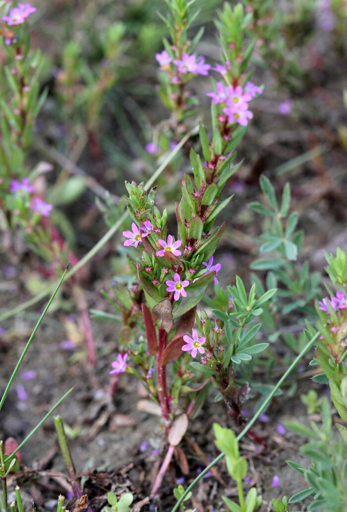 Flore de la Corse