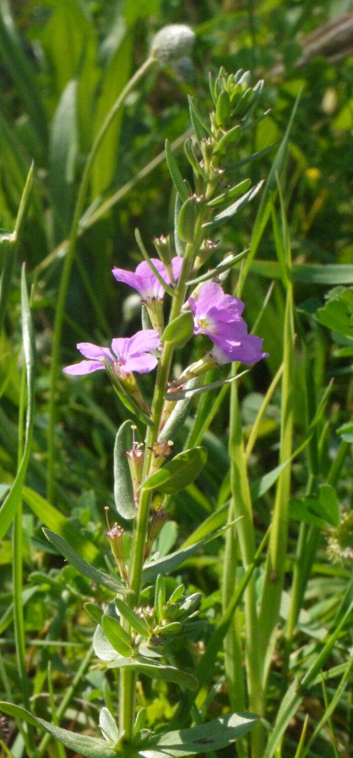 Flore de la Corse