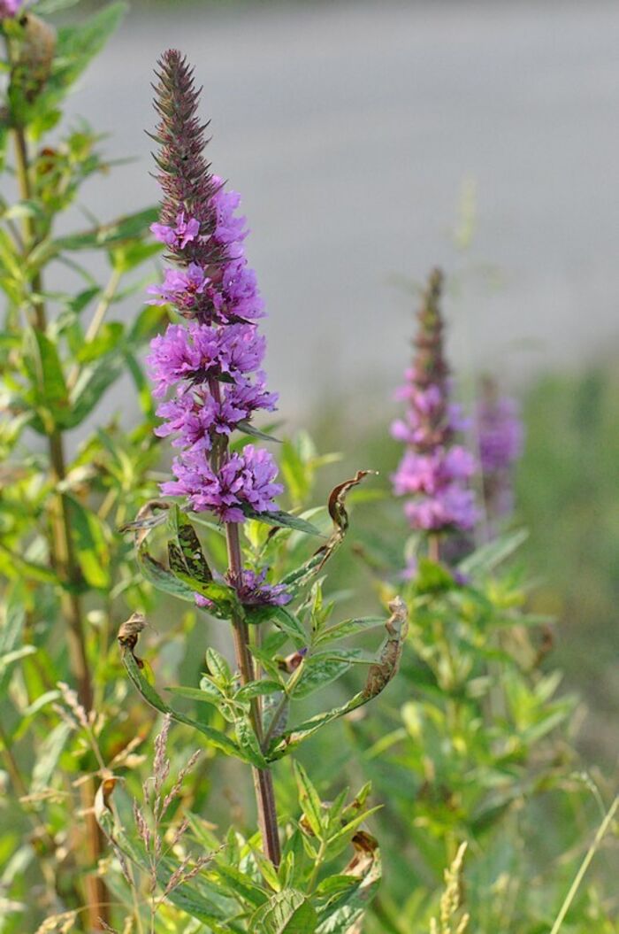 Flore de la Corse