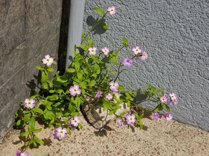 Flore de la Corse