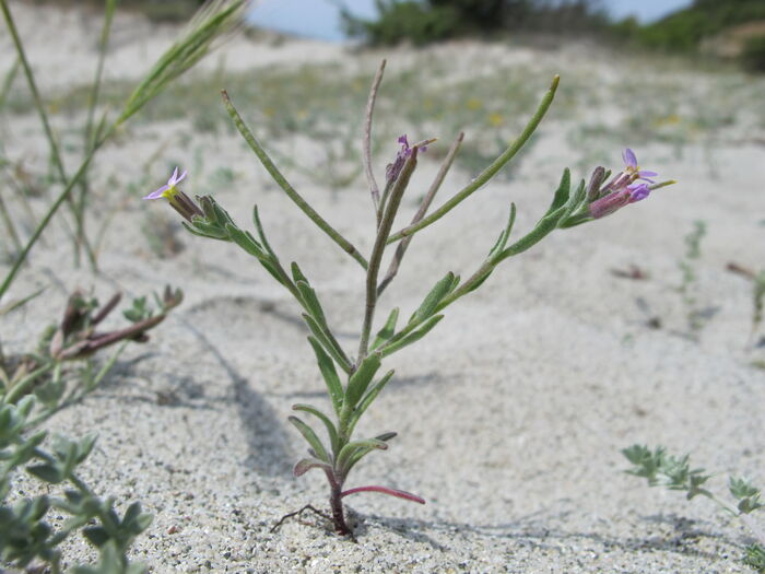 Flore de la Corse