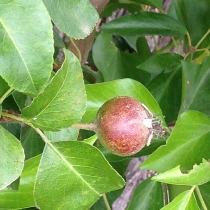 Flore de la Corse