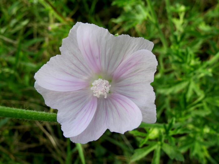 Flore de la Corse