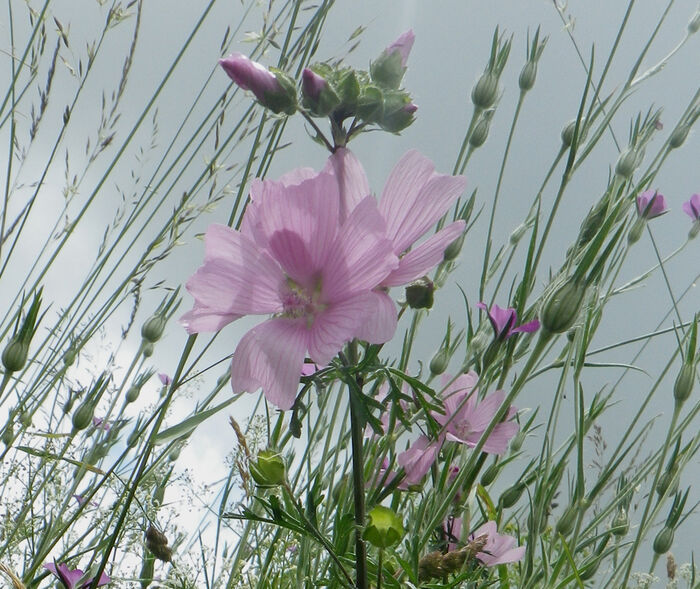 Flore de la Corse