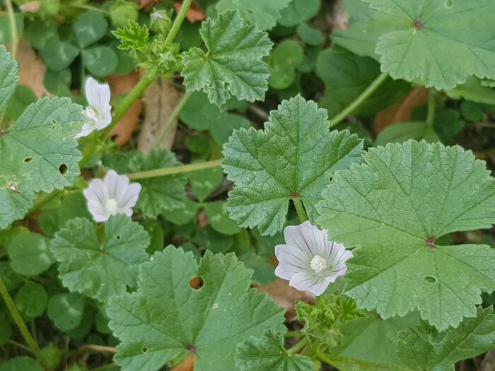 Flore de la Corse